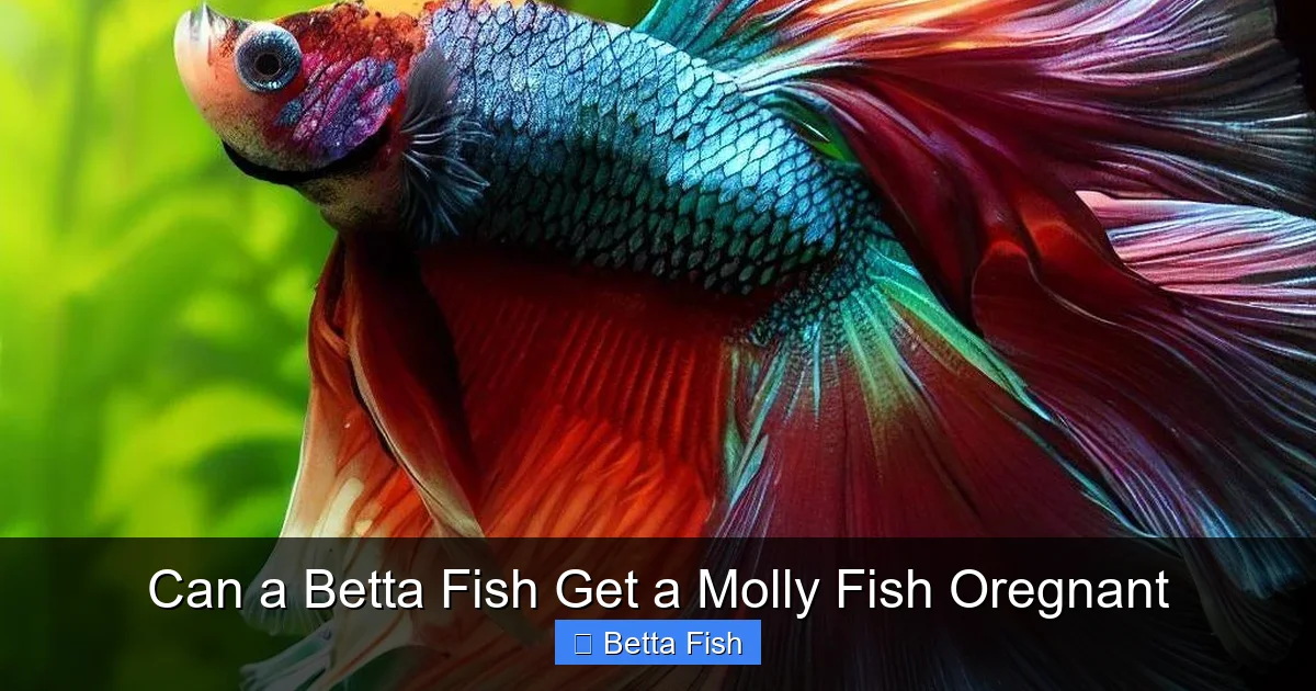 Can a Betta Fish Get a Molly Fish Oregnant