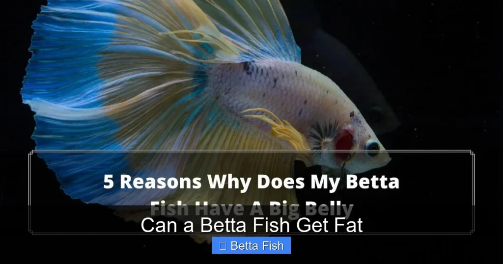 Can a Betta Fish Get Fat