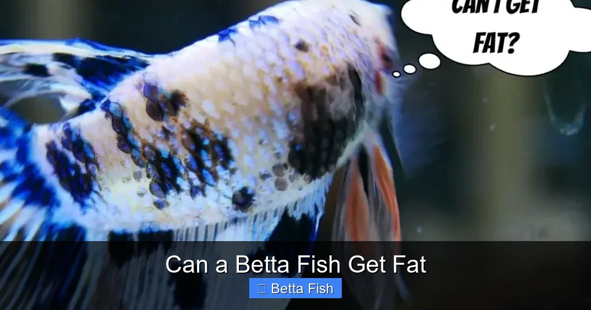 Can a Betta Fish Get Fat