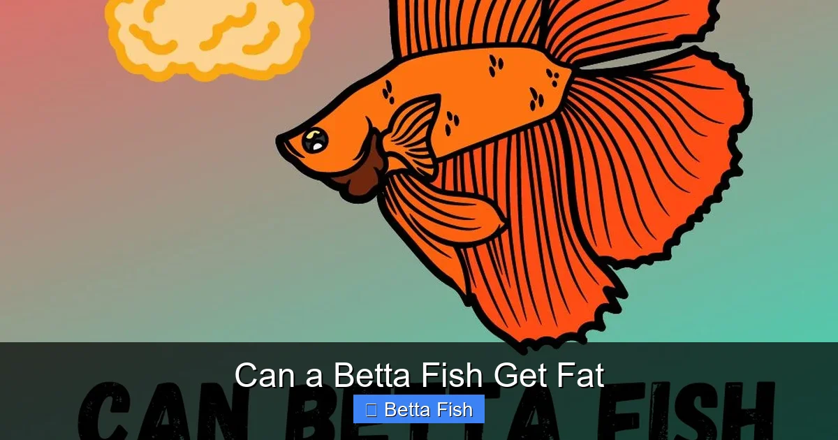 Can a Betta Fish Get Fat