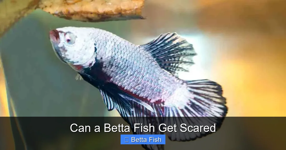 Can a Betta Fish Get Scared