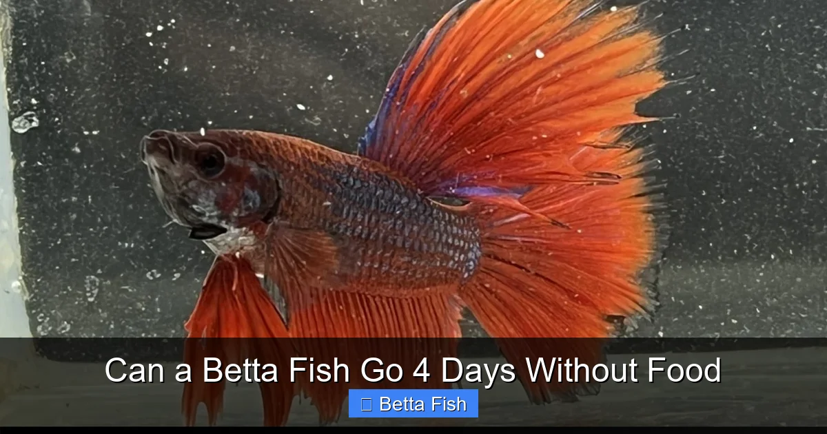 Can a Betta Fish Go 4 Days Without Food