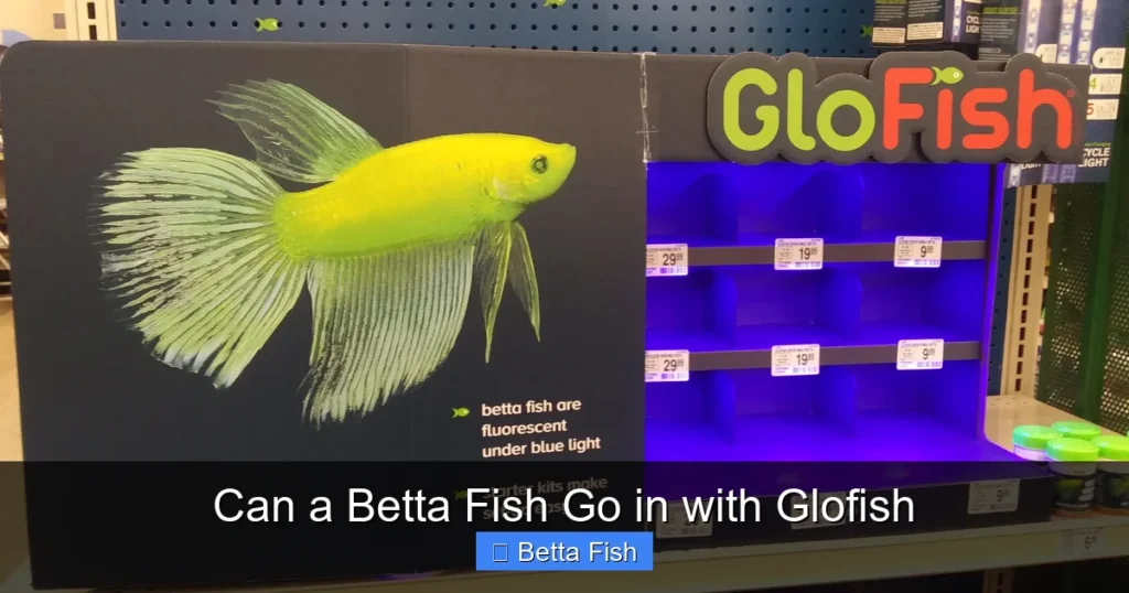 Can a Betta Fish Go in with Glofish