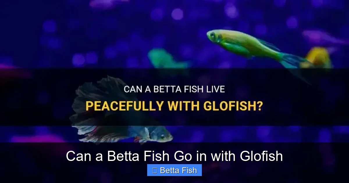 Can a Betta Fish Go in with Glofish