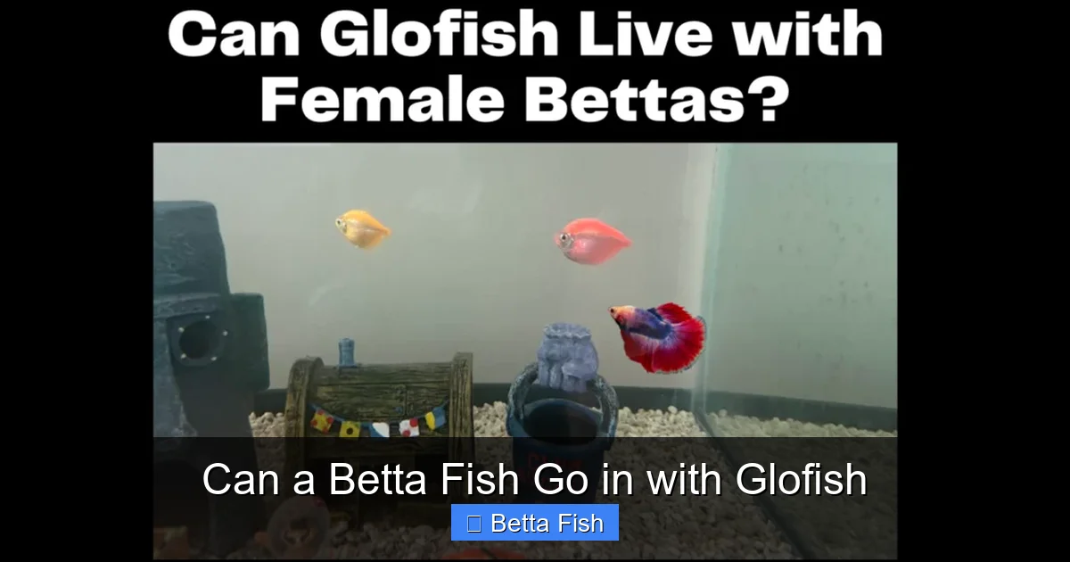 Can a Betta Fish Go in with Glofish