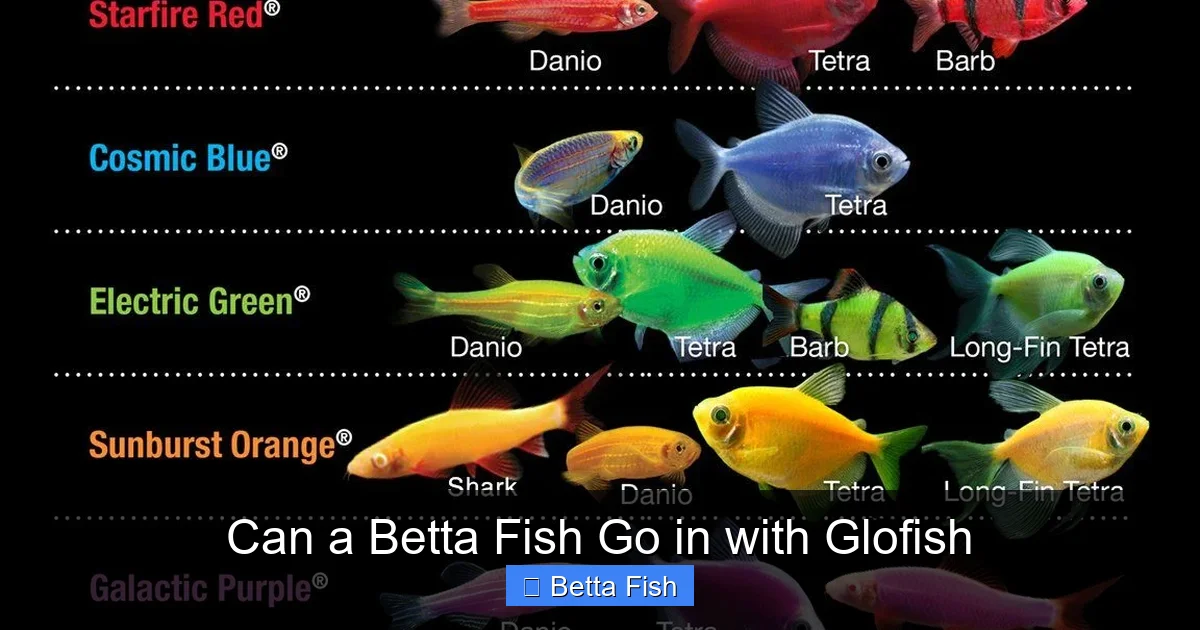 Can a Betta Fish Go in with Glofish