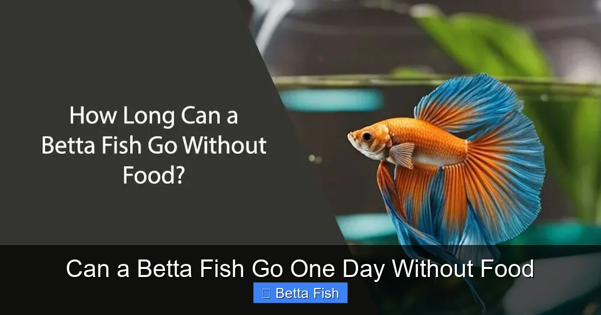 Can a Betta Fish Go One Day Without Food