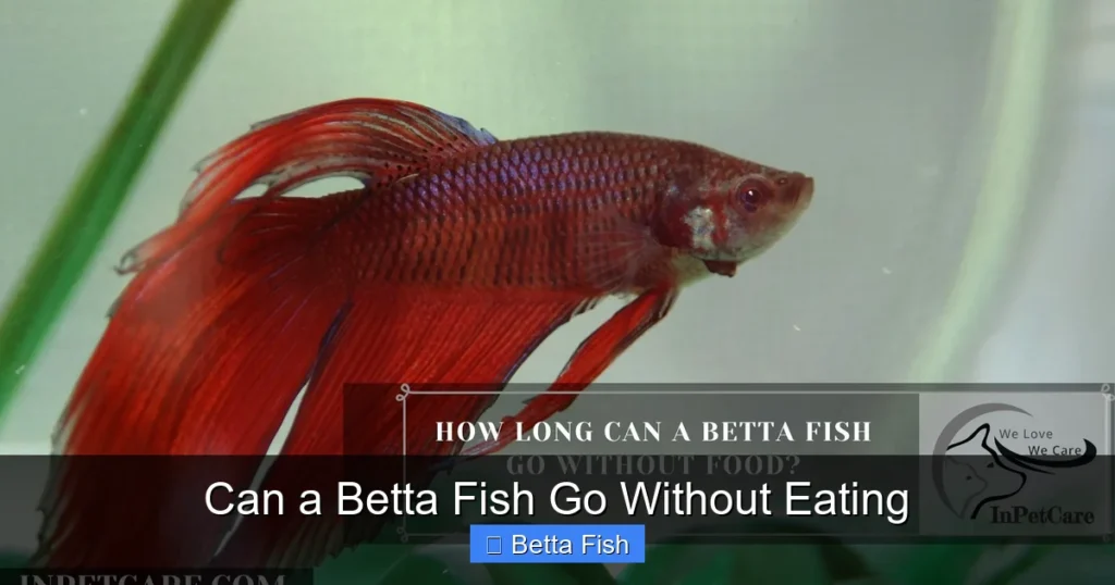 Can a Betta Fish Go Without Eating