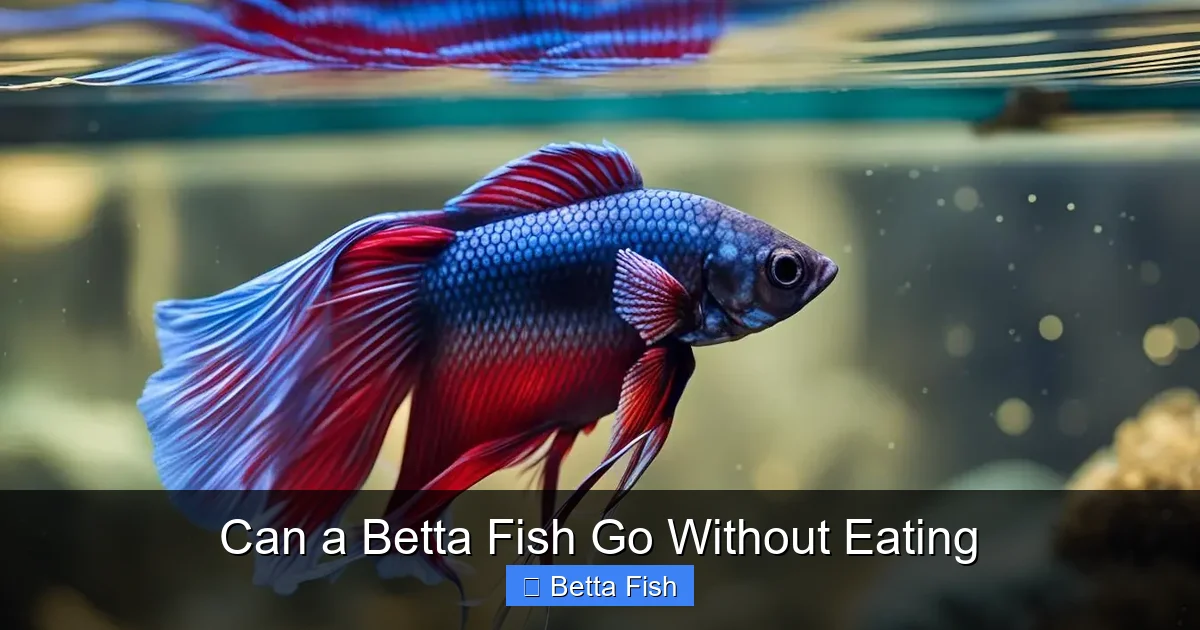 Can a Betta Fish Go Without Eating