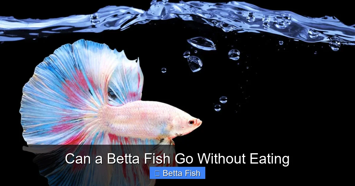 Can a Betta Fish Go Without Eating