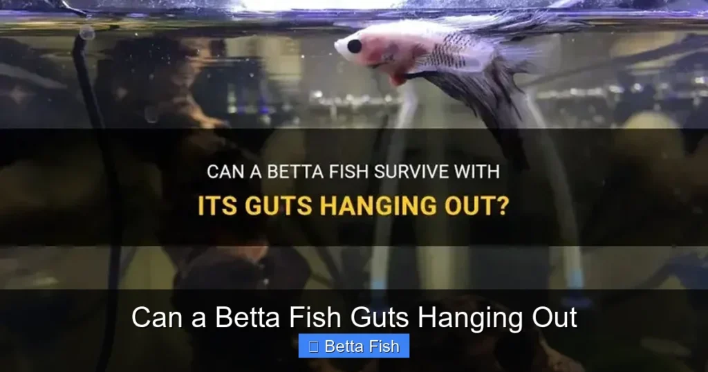Can a Betta Fish Guts Hanging Out