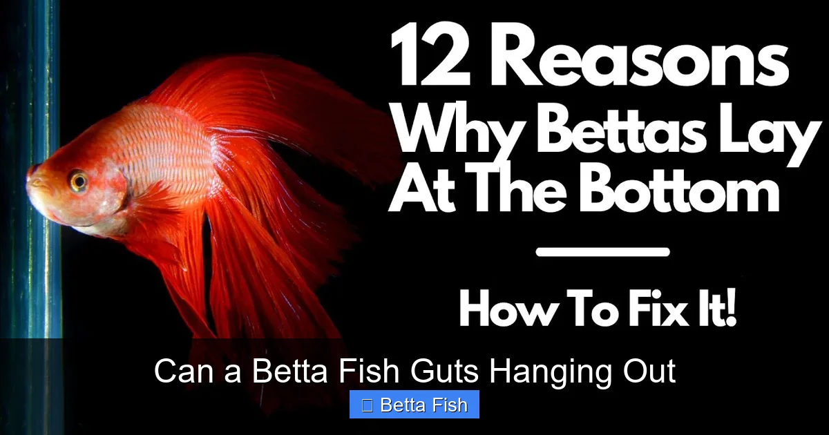 Can a Betta Fish Guts Hanging Out