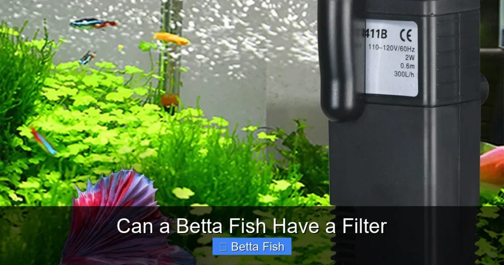 Can a Betta Fish Have a Filter