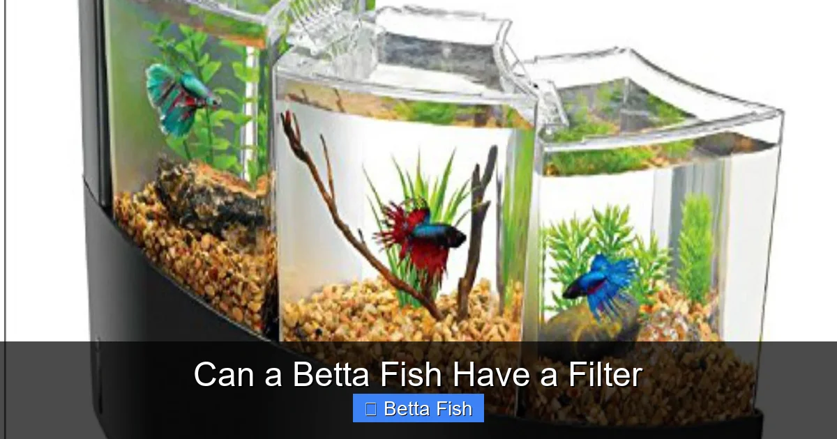 Can a Betta Fish Have a Filter