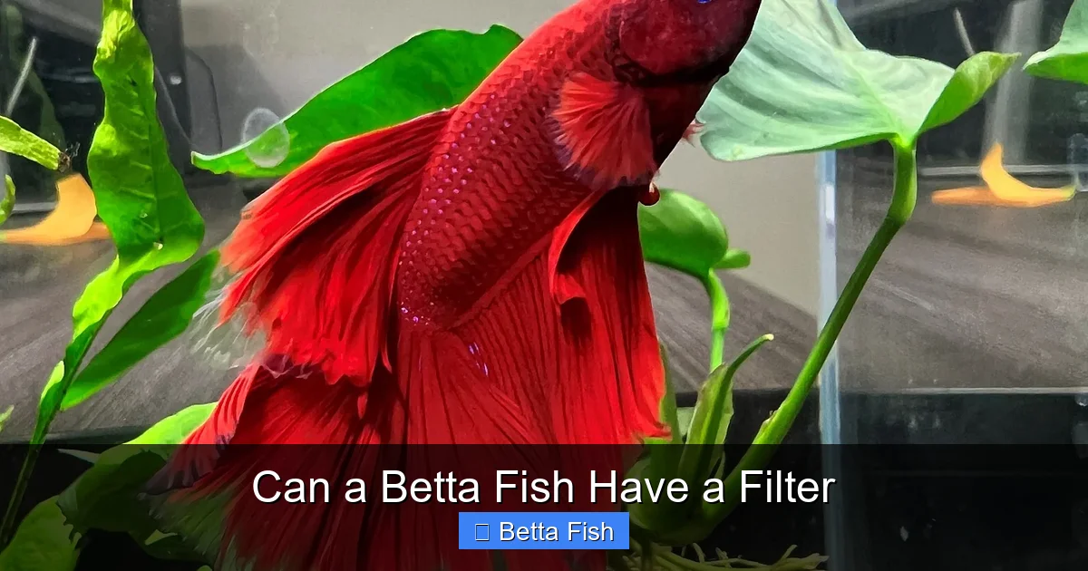 Can a Betta Fish Have a Filter