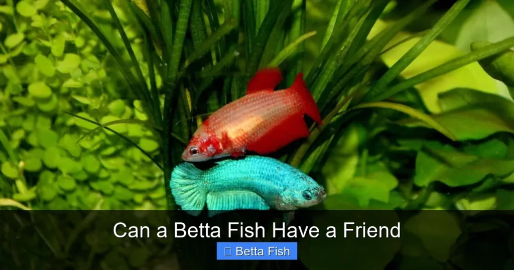 Can a Betta Fish Have a Friend