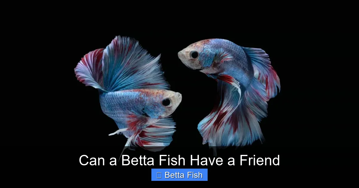 Can a Betta Fish Have a Friend