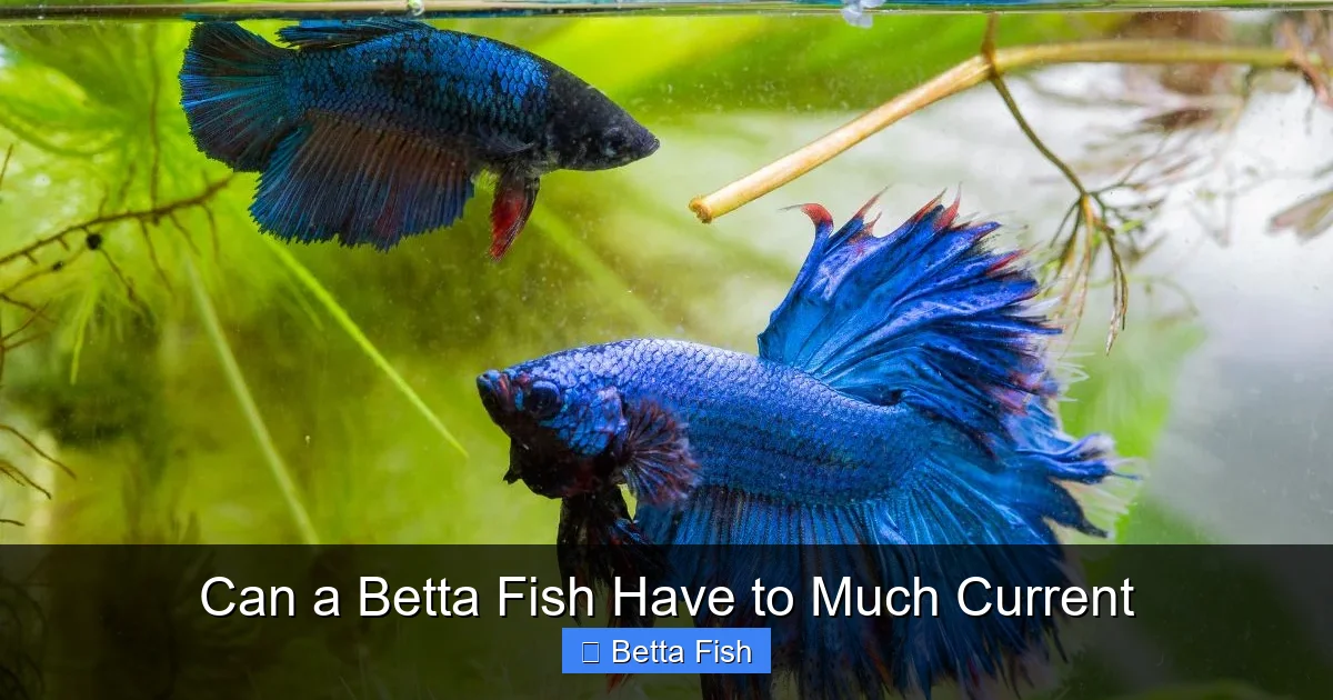 Can a Betta Fish Have to Much Current