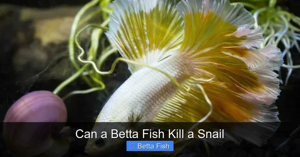 Can a Betta Fish Kill a Snail