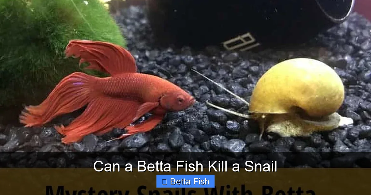 Can a Betta Fish Kill a Snail