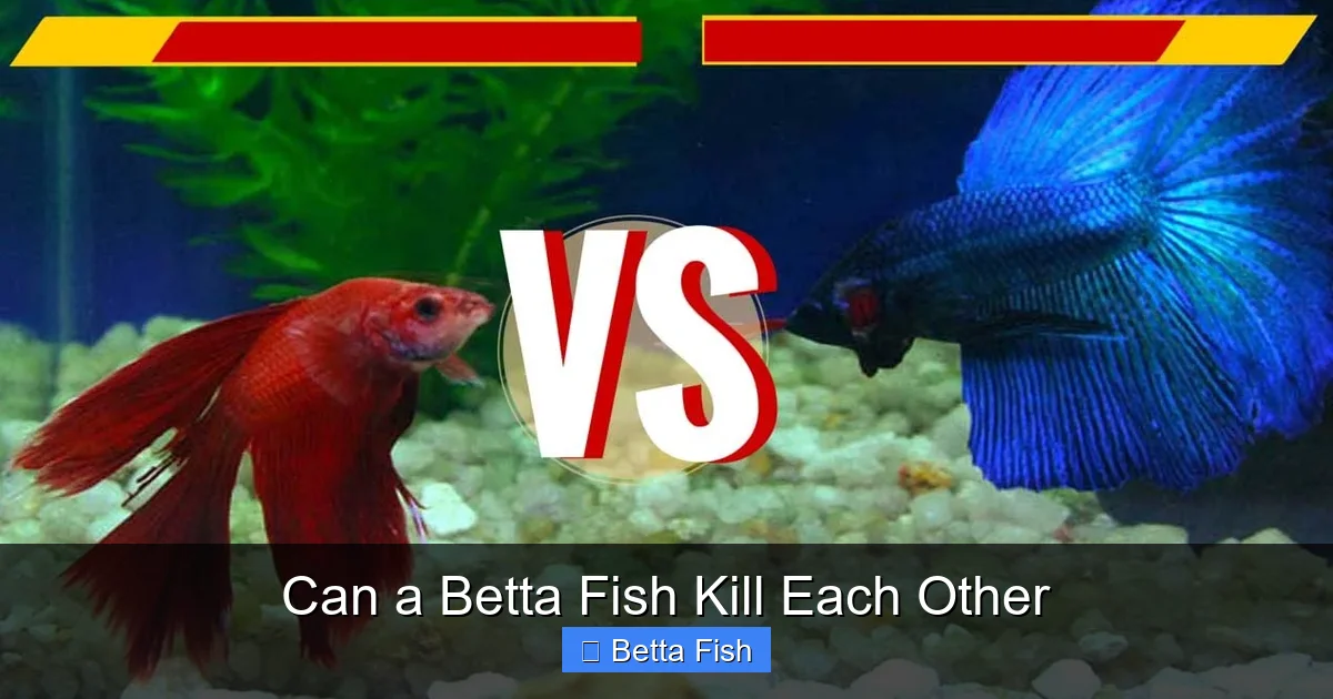 Can a Betta Fish Kill Each Other