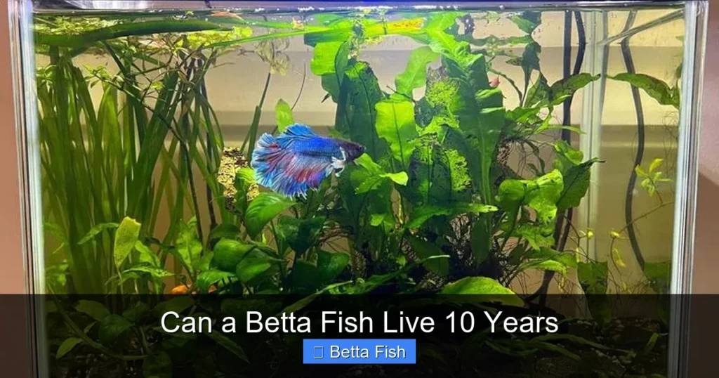 Can a Betta Fish Live 10 Years