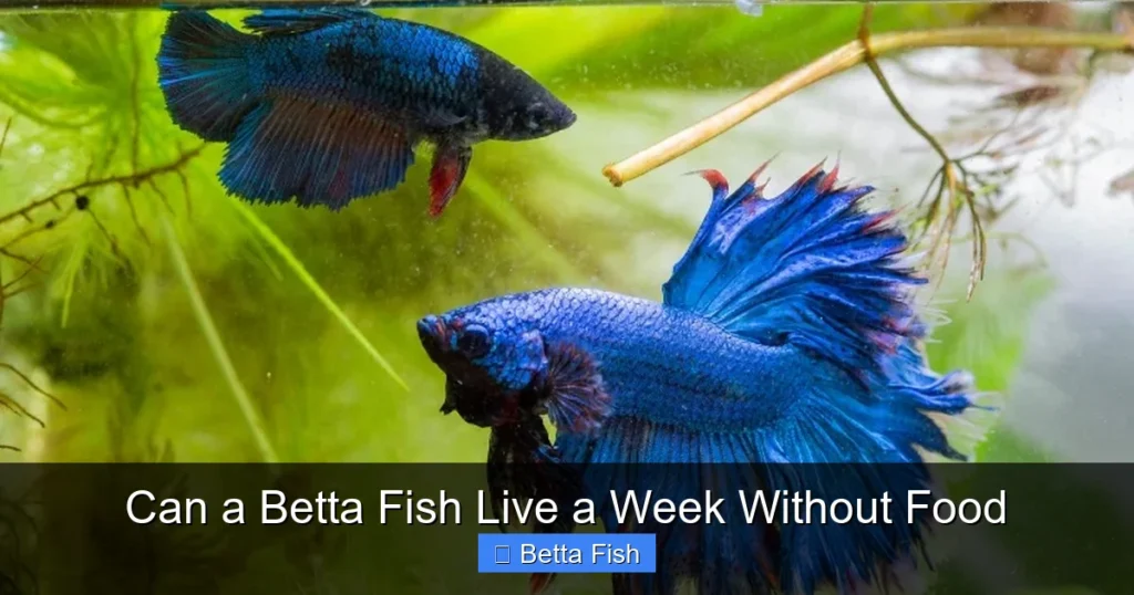 Can a Betta Fish Live a Week Without Food