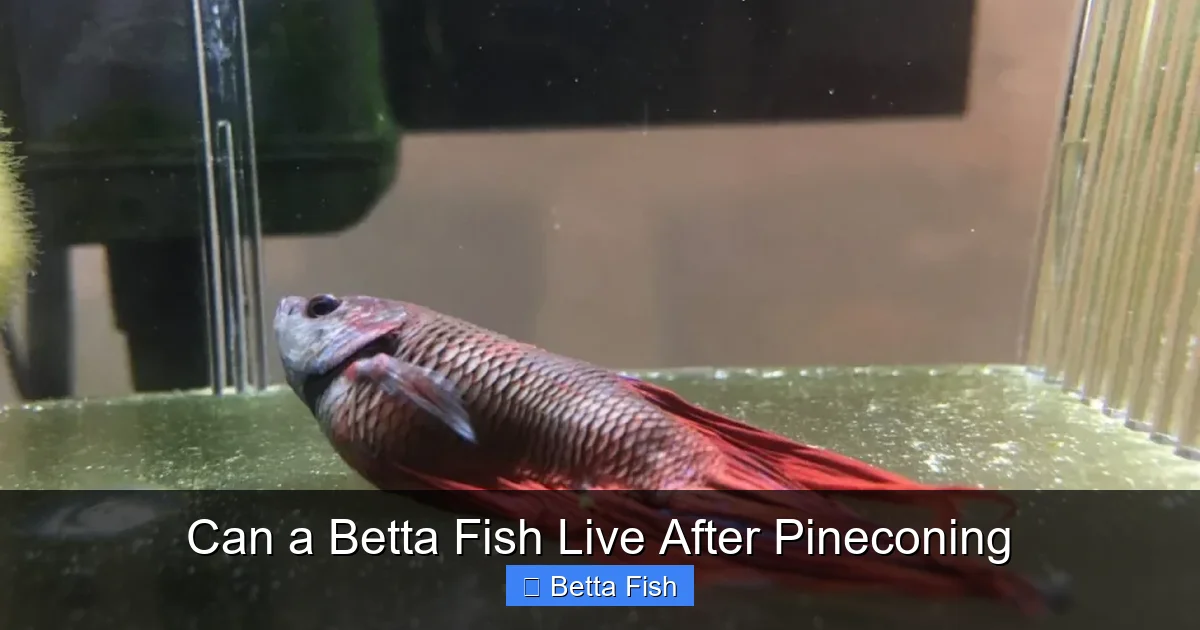 Can a Betta Fish Live After Pineconing
