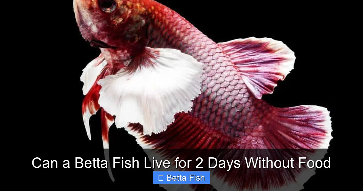 Can a Betta Fish Live for 2 Days Without Food