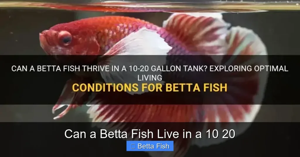 Can a Betta Fish Live in a 10 20