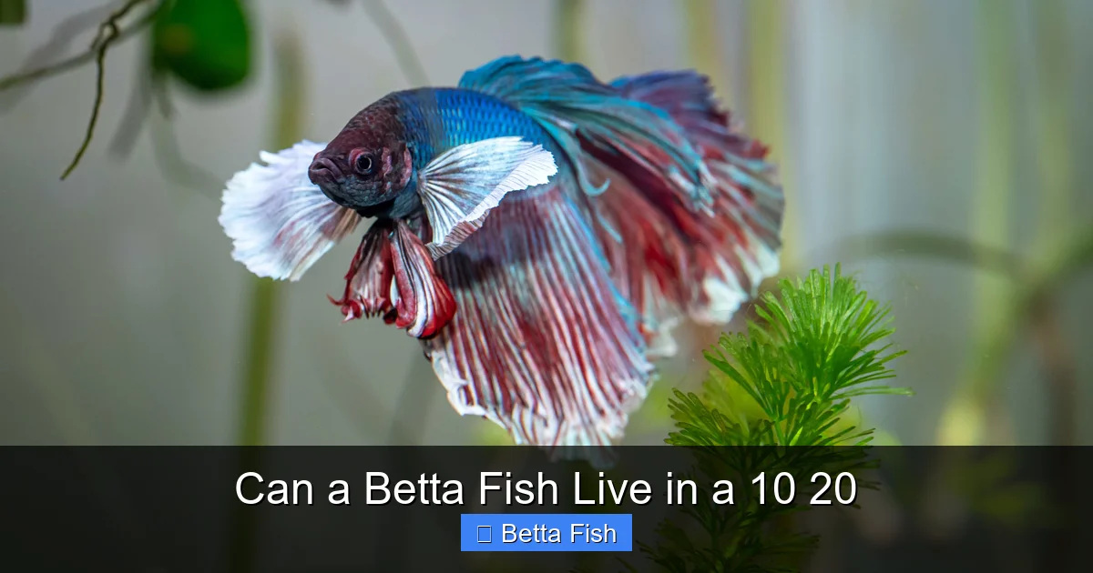 Can a Betta Fish Live in a 10 20