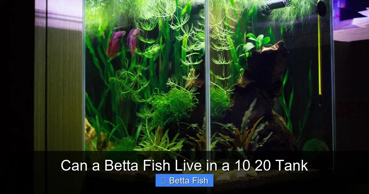 Can a Betta Fish Live in a 10 20 Tank