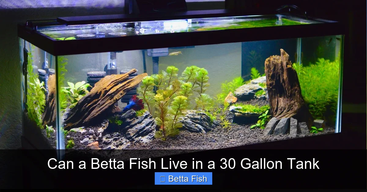 Can a Betta Fish Live in a 30 Gallon Tank