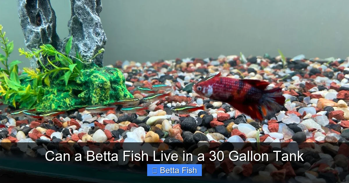 Can a Betta Fish Live in a 30 Gallon Tank
