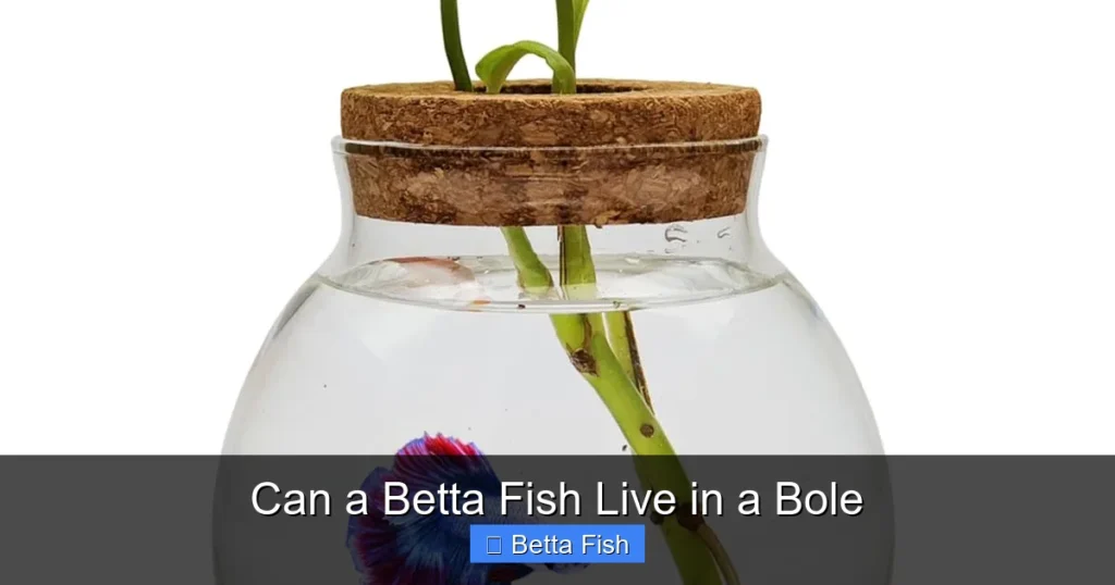 Can a Betta Fish Live in a Bole