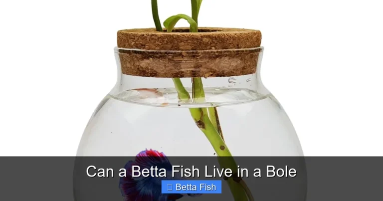 Can a Betta Fish Live in a Bole