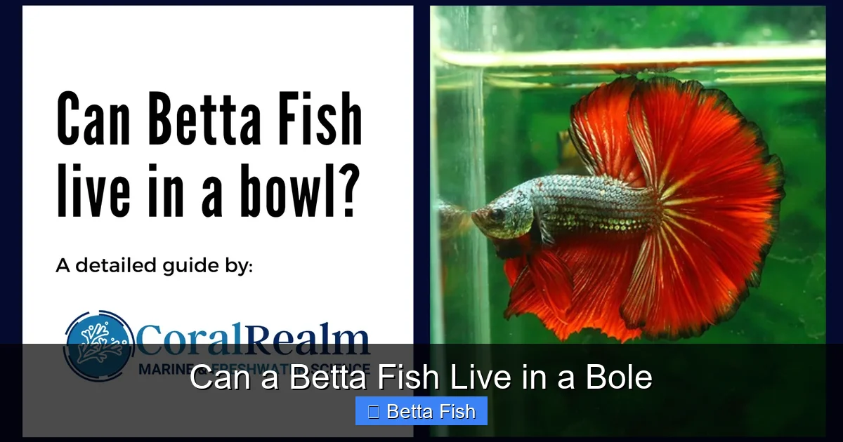 Can a Betta Fish Live in a Bole