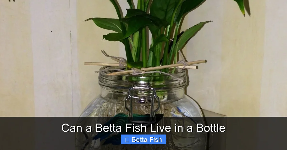 Can a Betta Fish Live in a Bottle