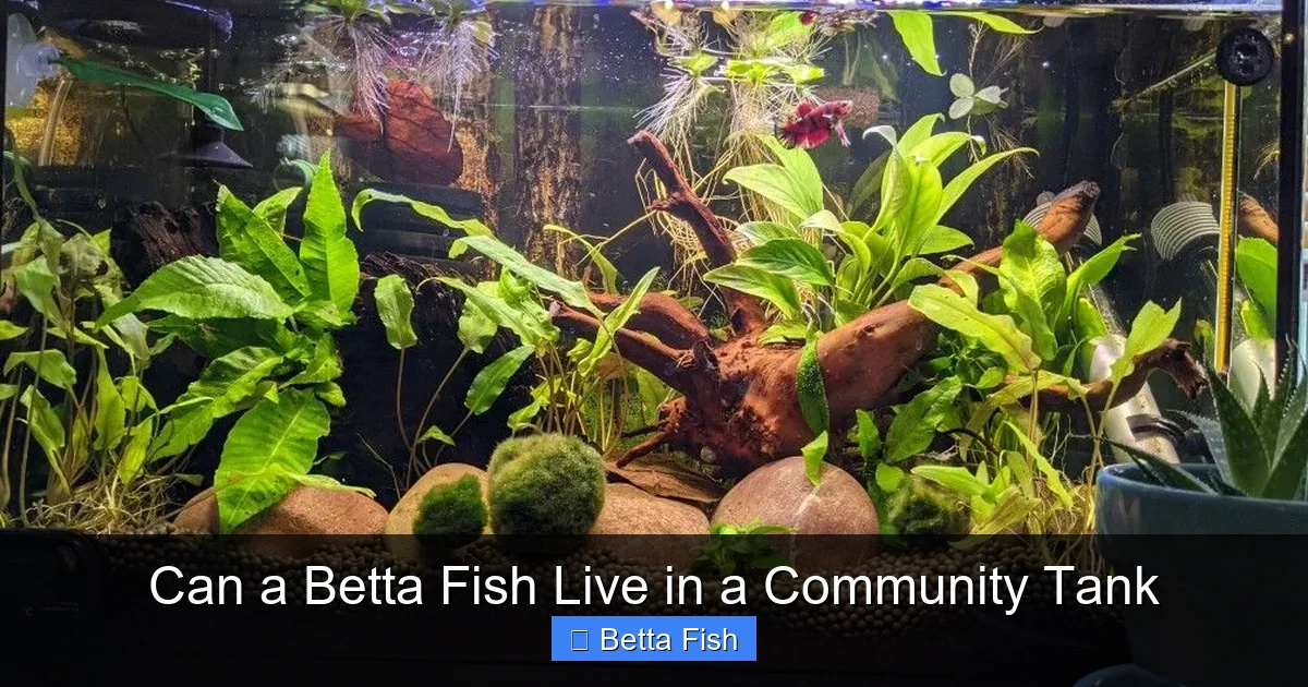 Can a Betta Fish Live in a Community Tank
