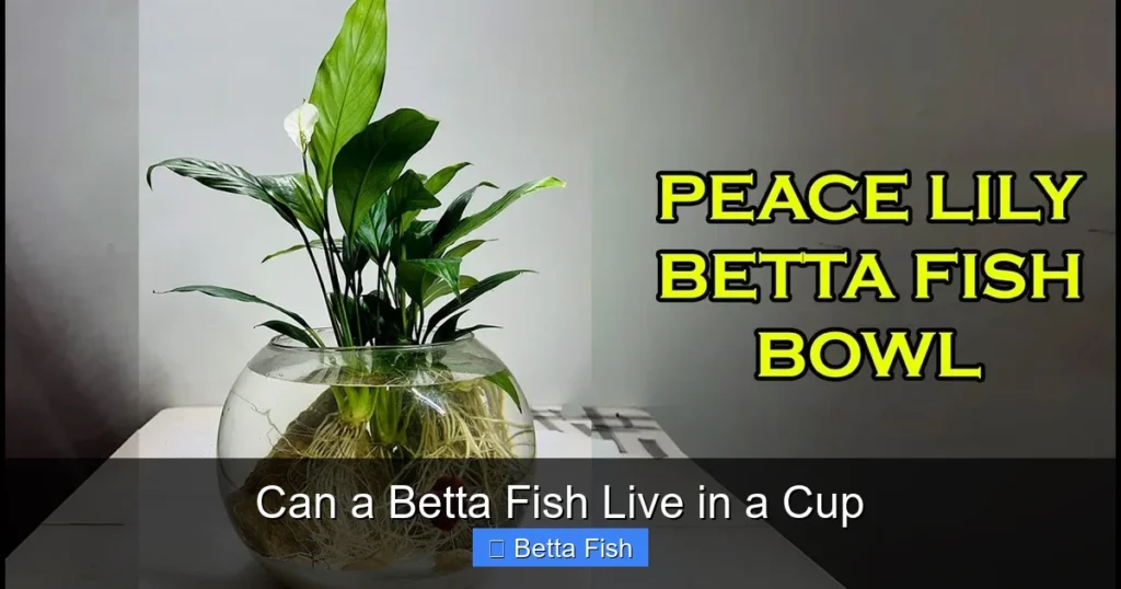 Can a Betta Fish Live in a Cup