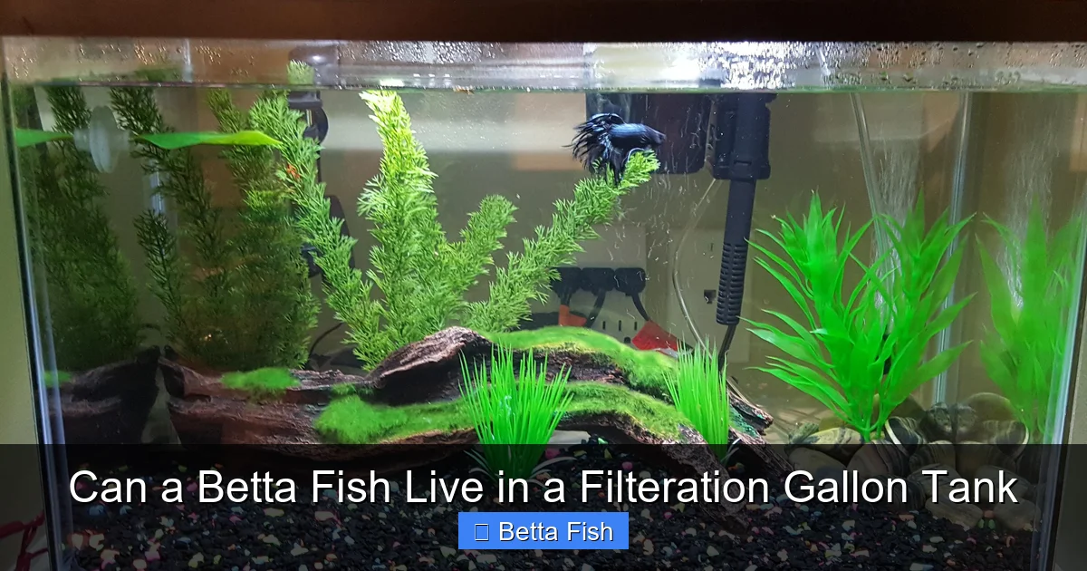 Can a Betta Fish Live in a Filteration Gallon Tank
