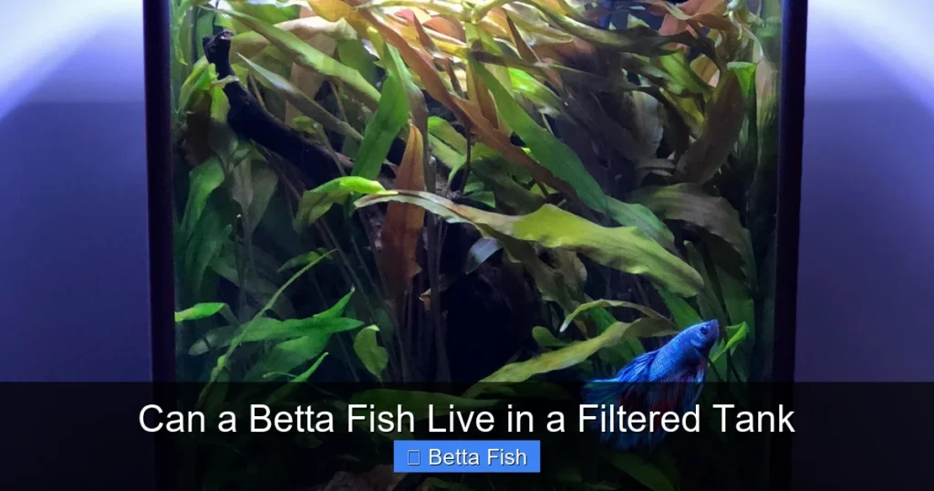 Can a Betta Fish Live in a Filtered Tank