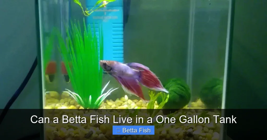 Can a Betta Fish Live in a One Gallon Tank