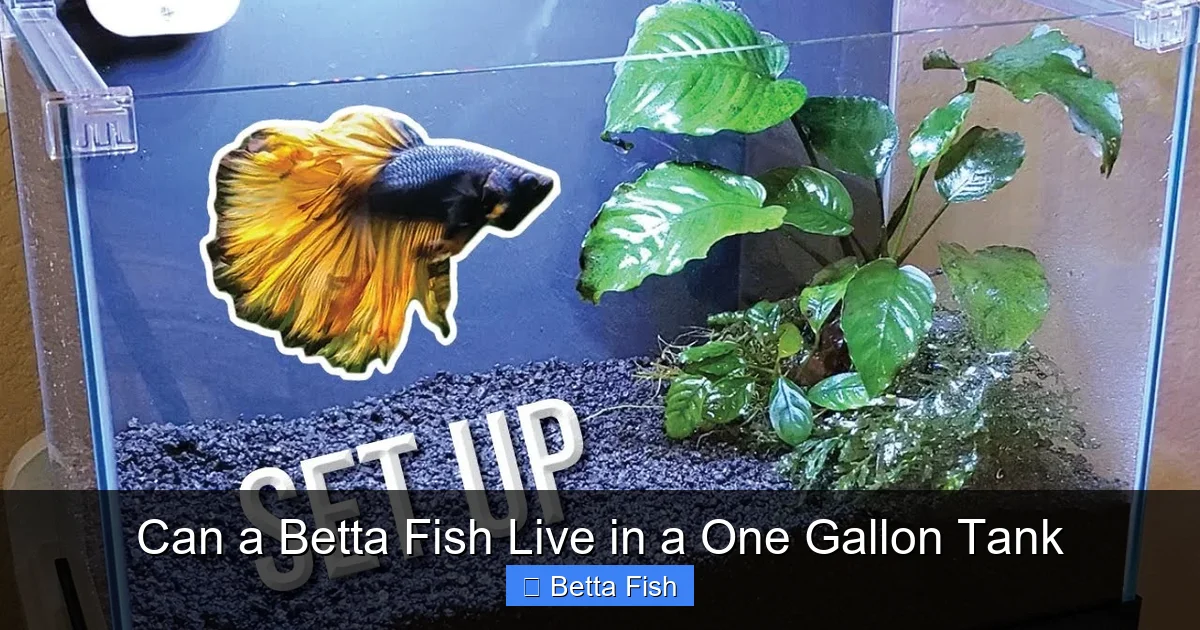 Can a Betta Fish Live in a One Gallon Tank
