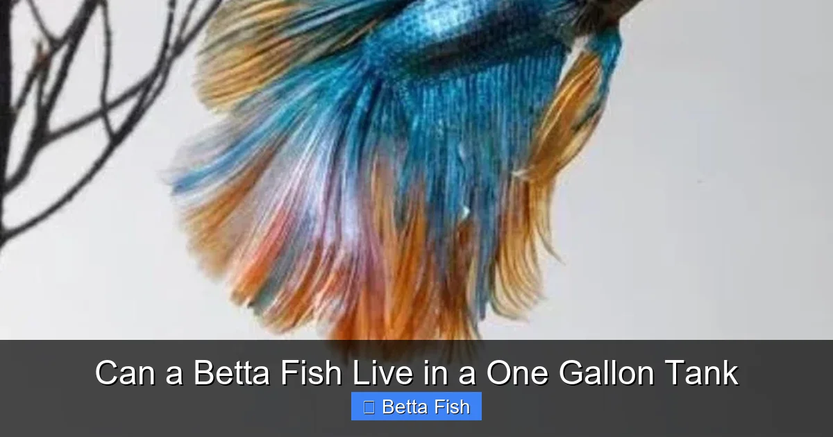 Can a Betta Fish Live in a One Gallon Tank