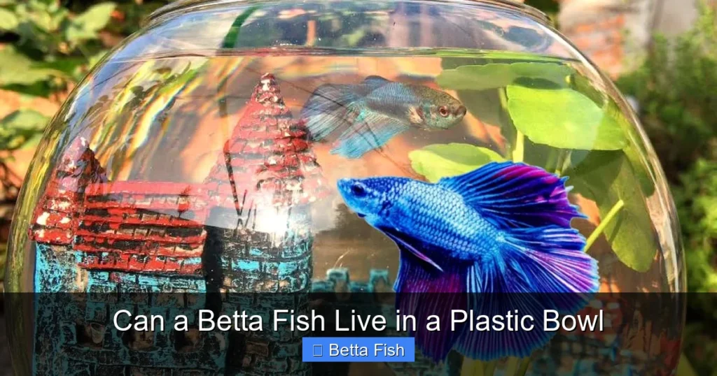 Can a Betta Fish Live in a Plastic Bowl