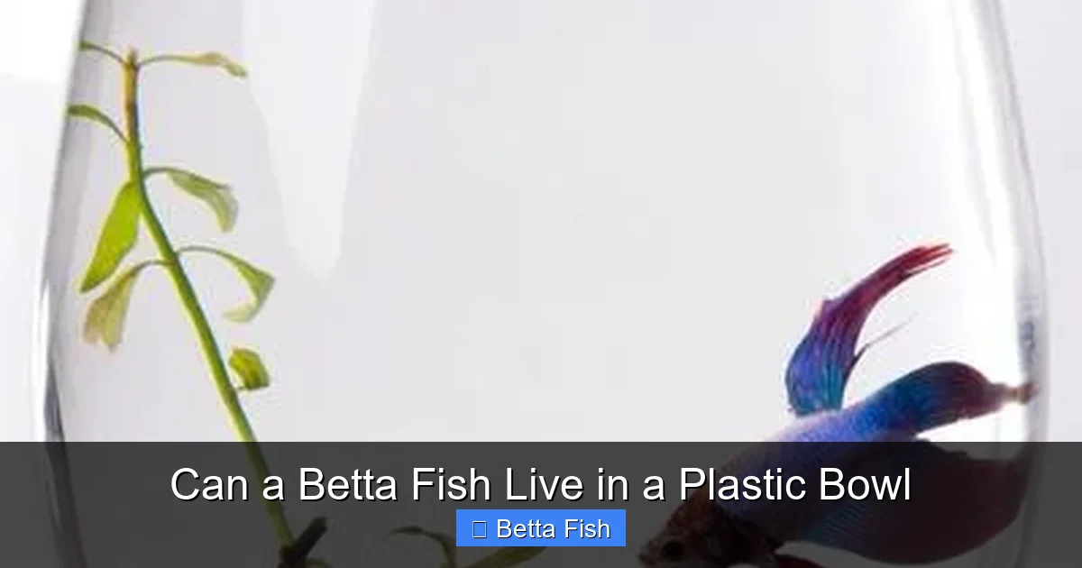 Can a Betta Fish Live in a Plastic Bowl