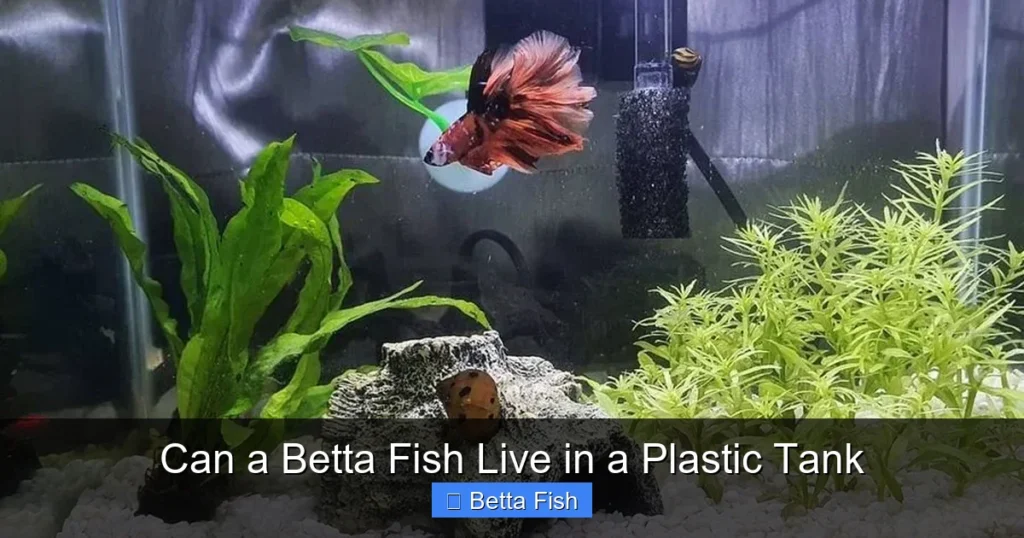 Can a Betta Fish Live in a Plastic Tank
