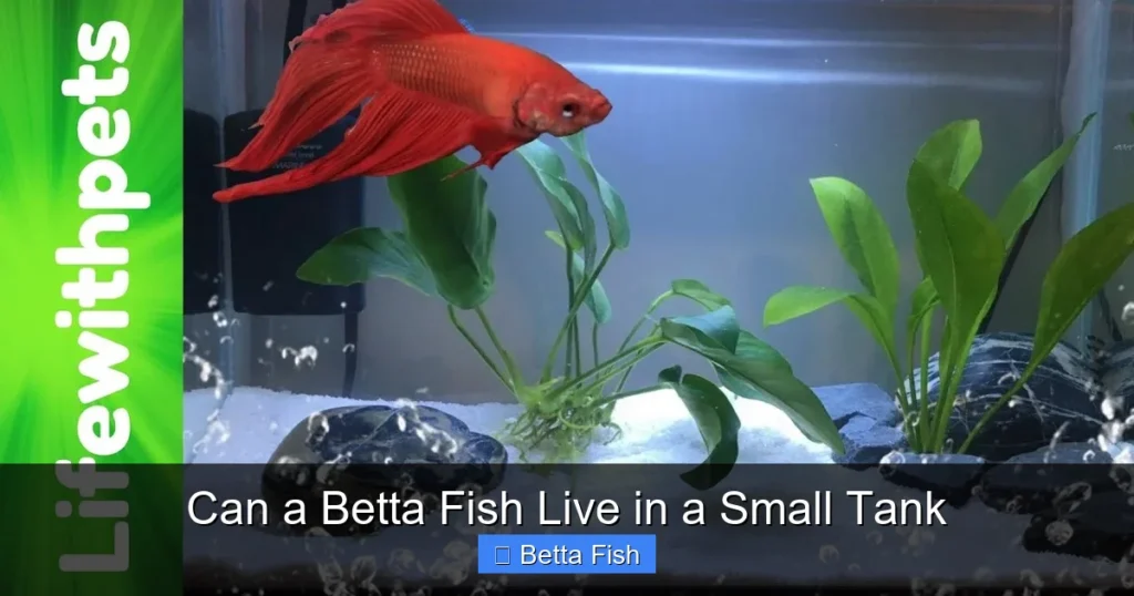 Can a Betta Fish Live in a Small Tank