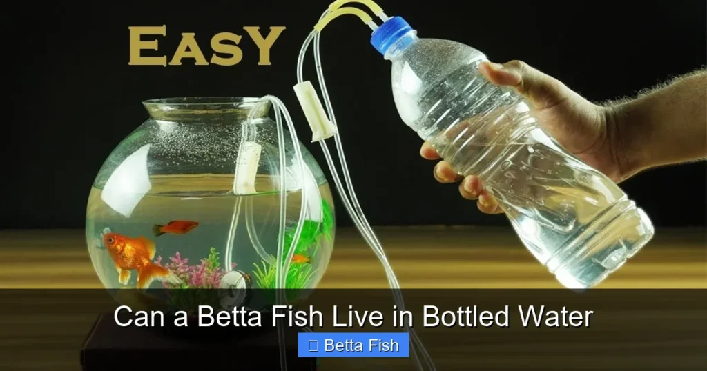 Can a Betta Fish Live in Bottled Water